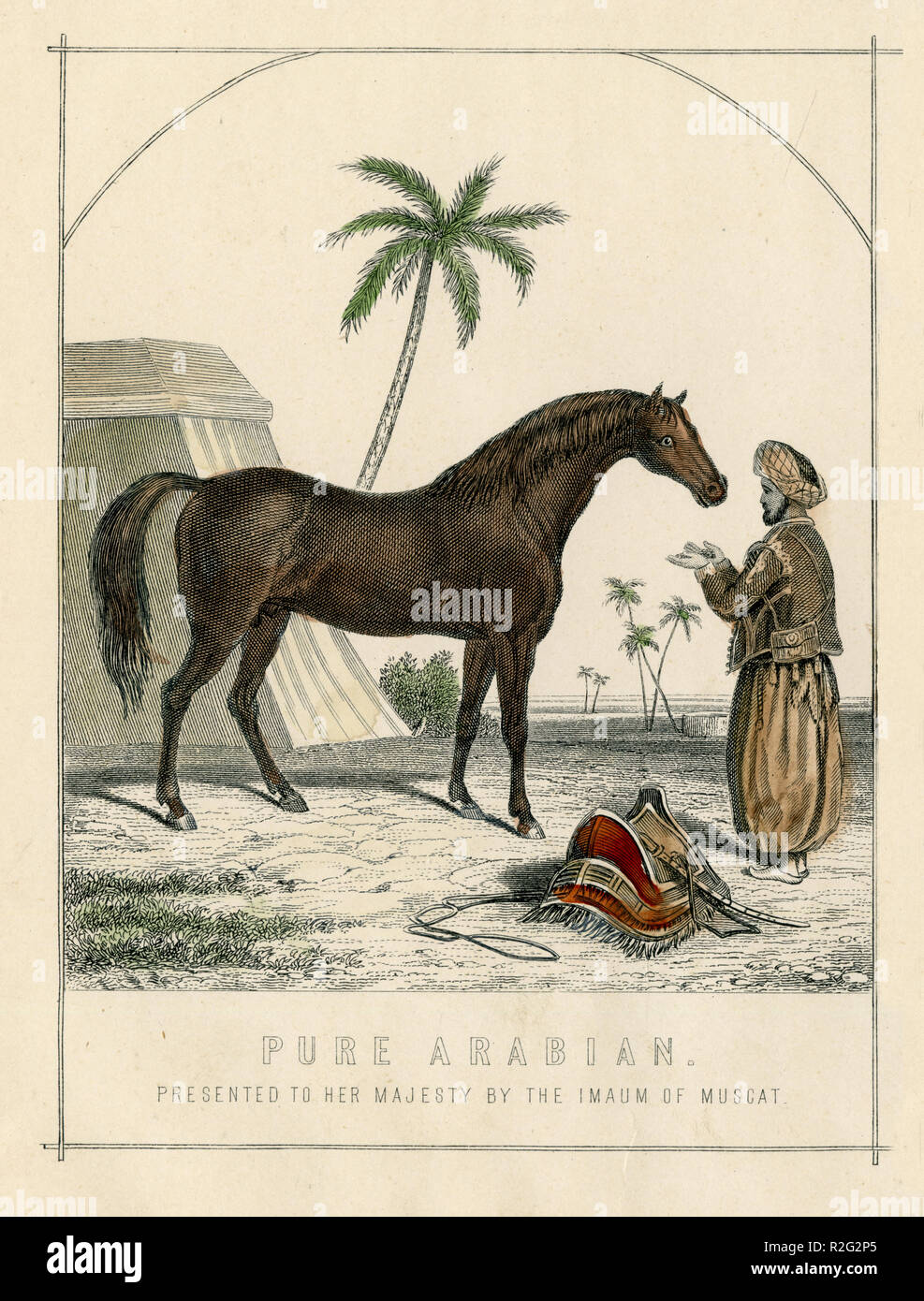 Arabian horse: 'Pure Arabian. Presented to her Majesty by the Imaum of Muscat', William Mackenzie Stock Photo