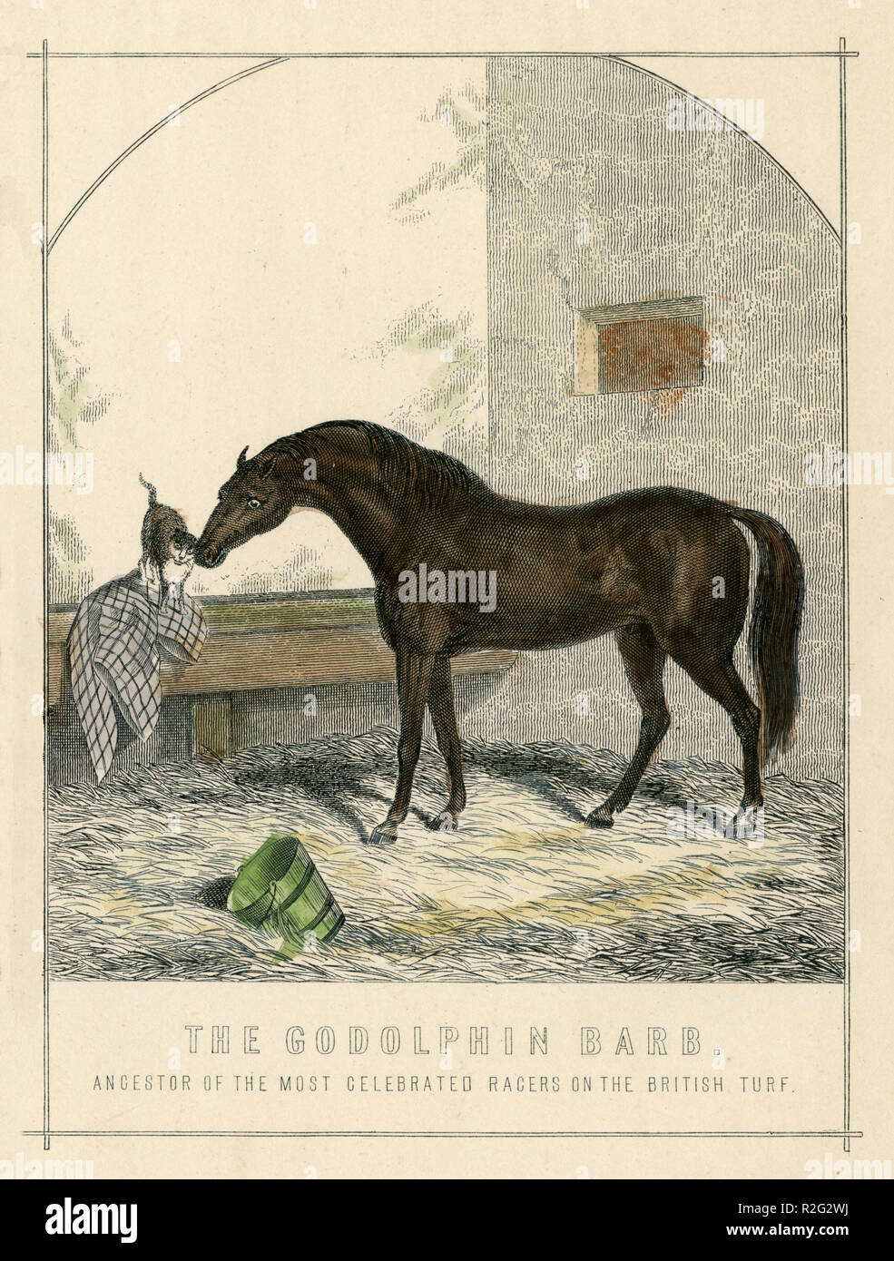 Arabian horse: Godolphin Arabian oder Godolphin Barb (* ca. 1724/1725; † Dezember 1753), stallion, 'The Godolphin Barb. Ancestor of the most celebrated racers on the british turf.', William Mackenzie Stock Photo