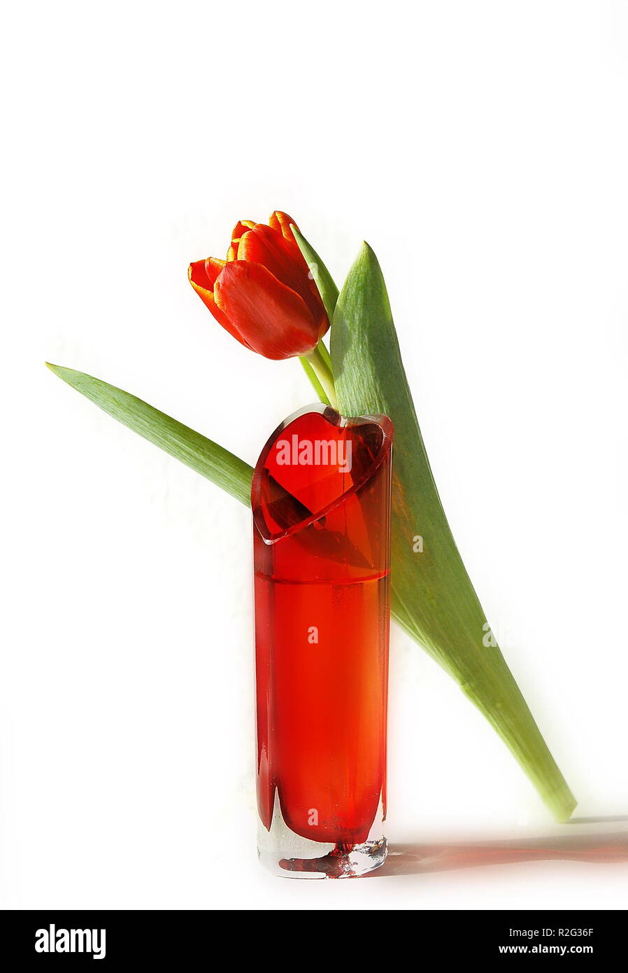 flower for you Stock Photo Alamy