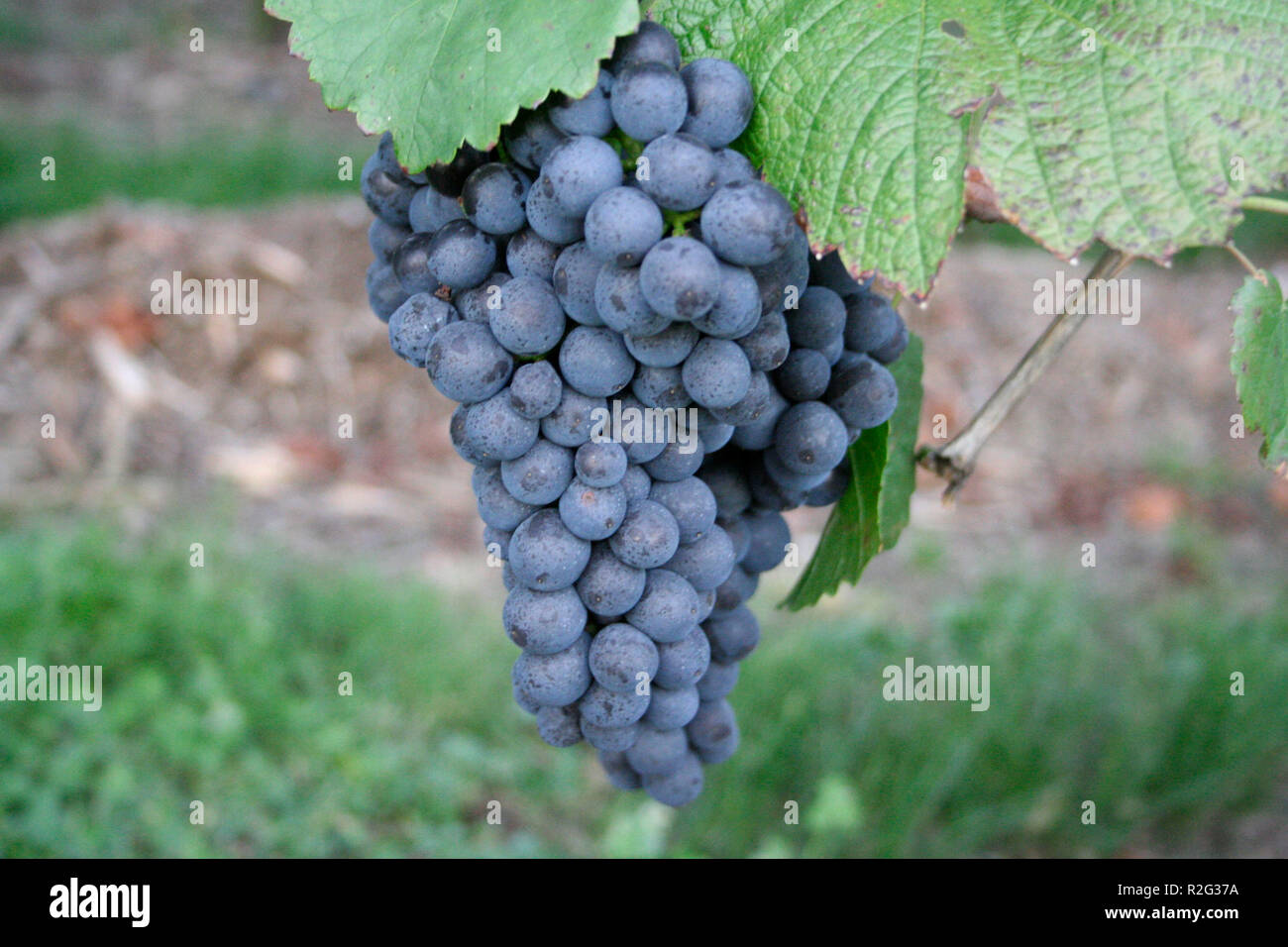 Hammelshoden hires stock photography and images Alamy