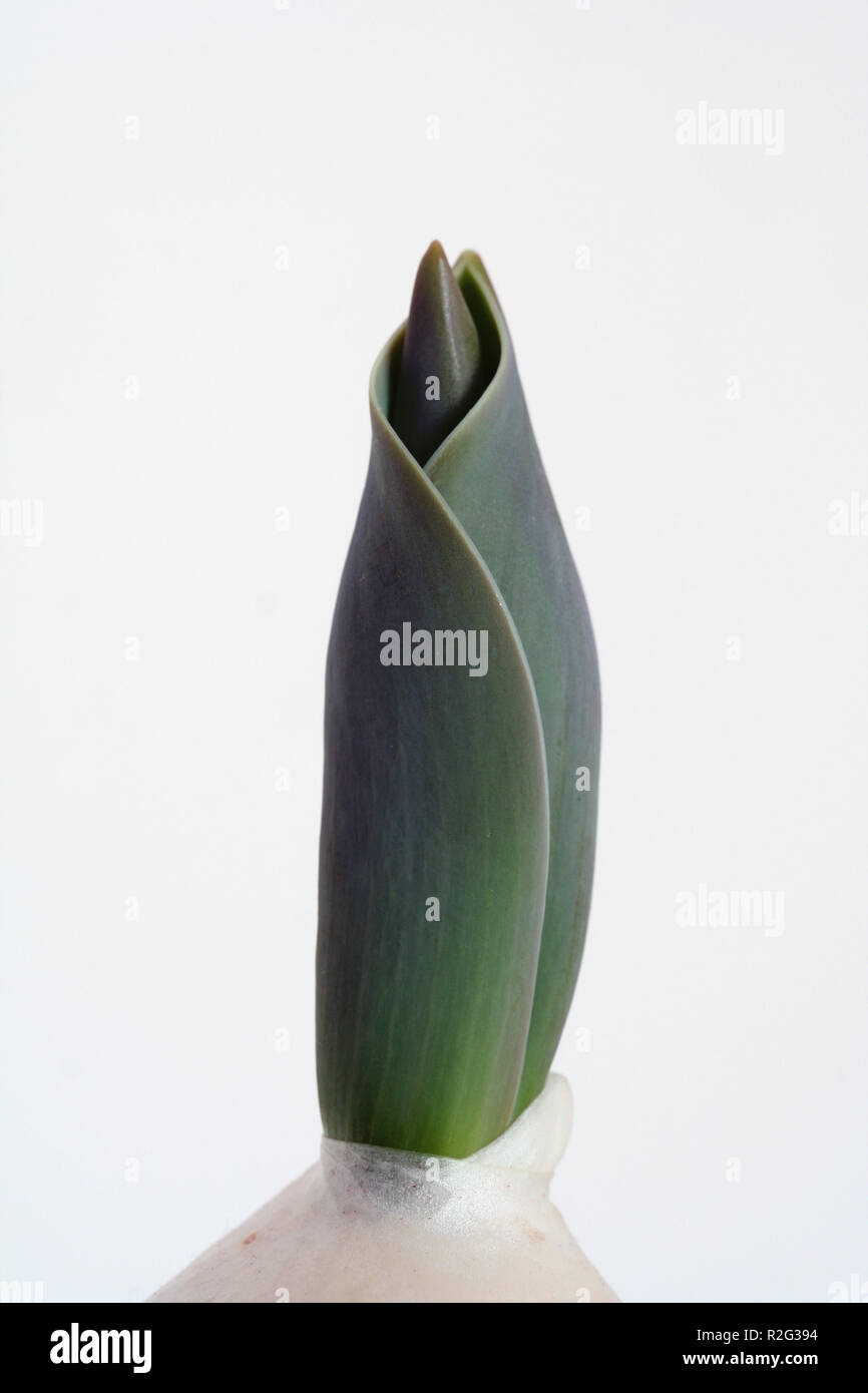 bud break iii Stock Photo Alamy