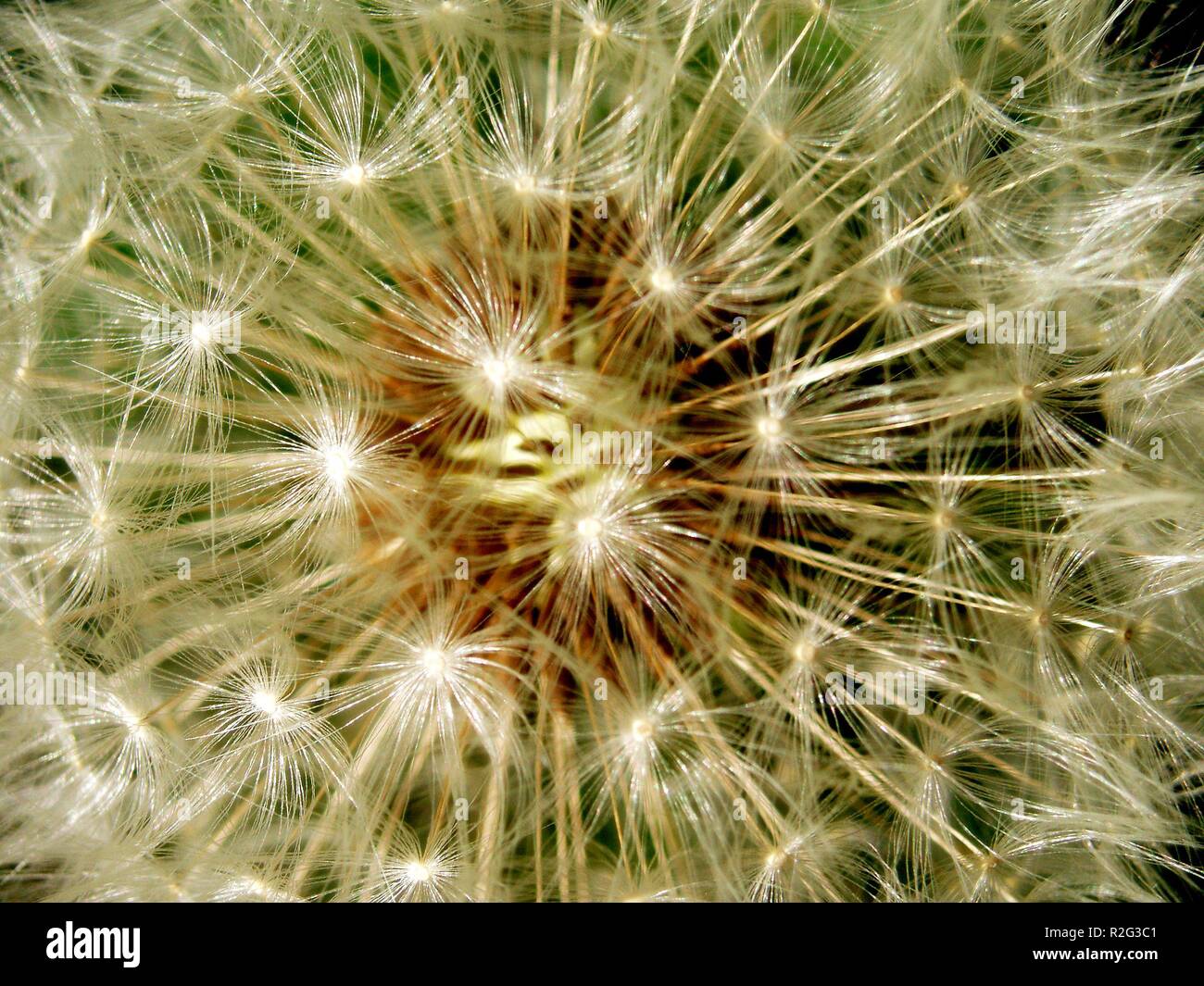 dandelion fireworks Stock Photo