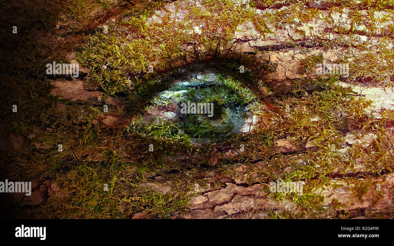 the eye of the tree Stock Photo Alamy