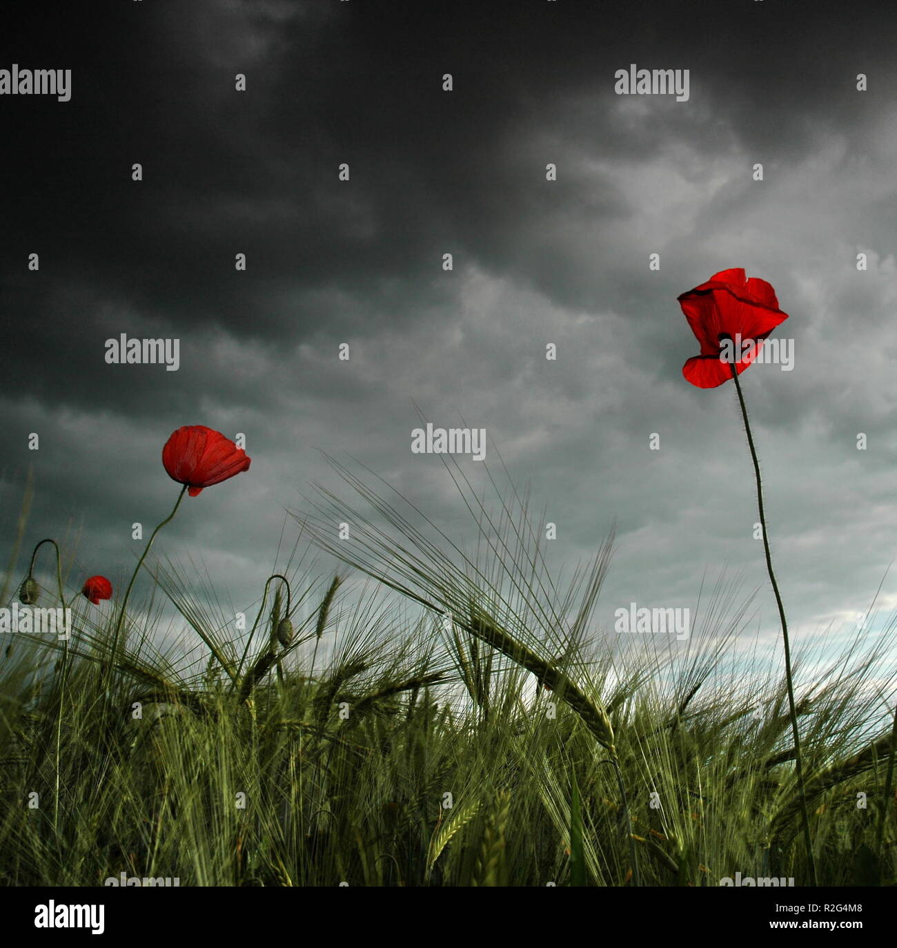 thunderstorms poppy Stock Photo