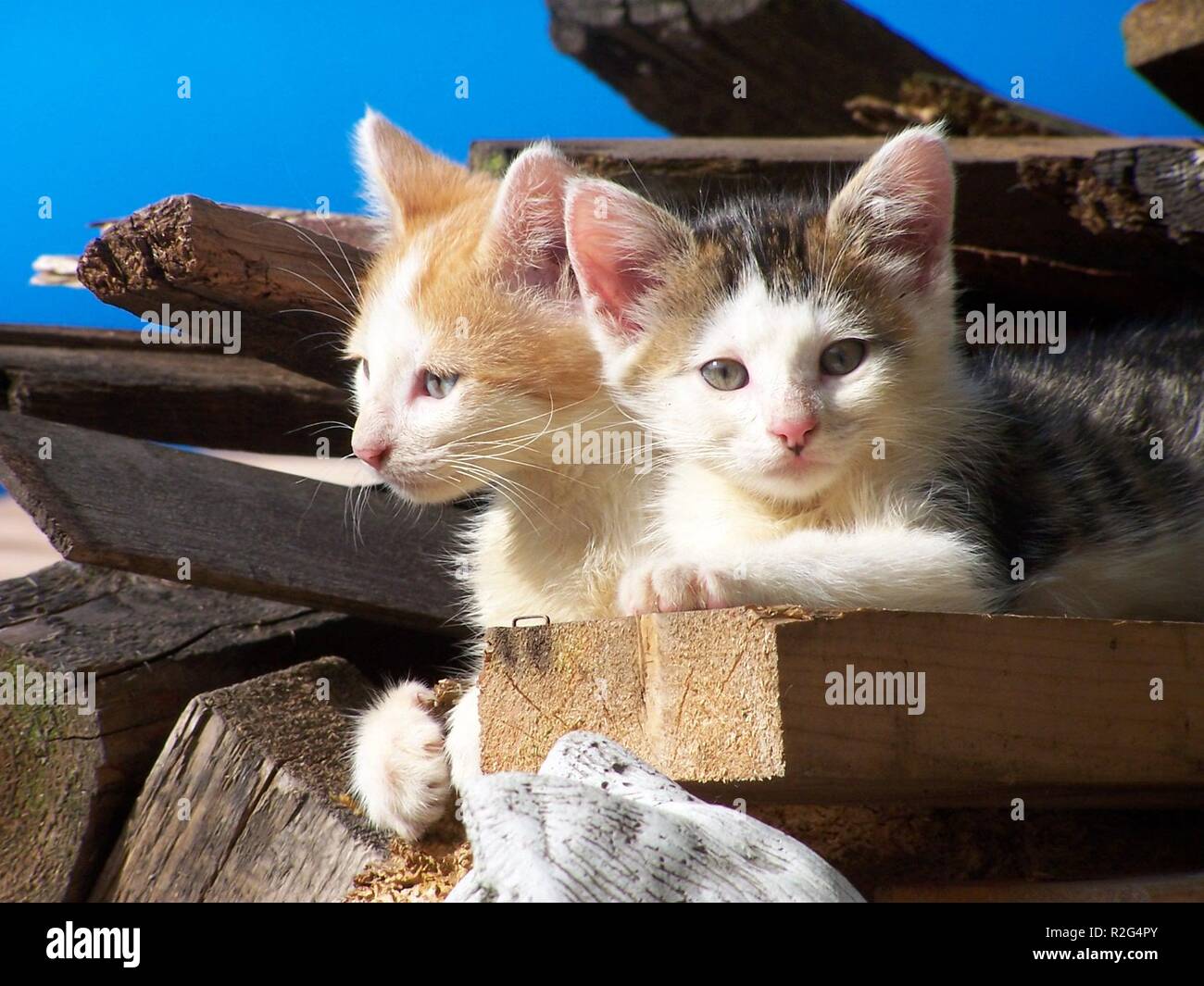 kittens Stock Photo