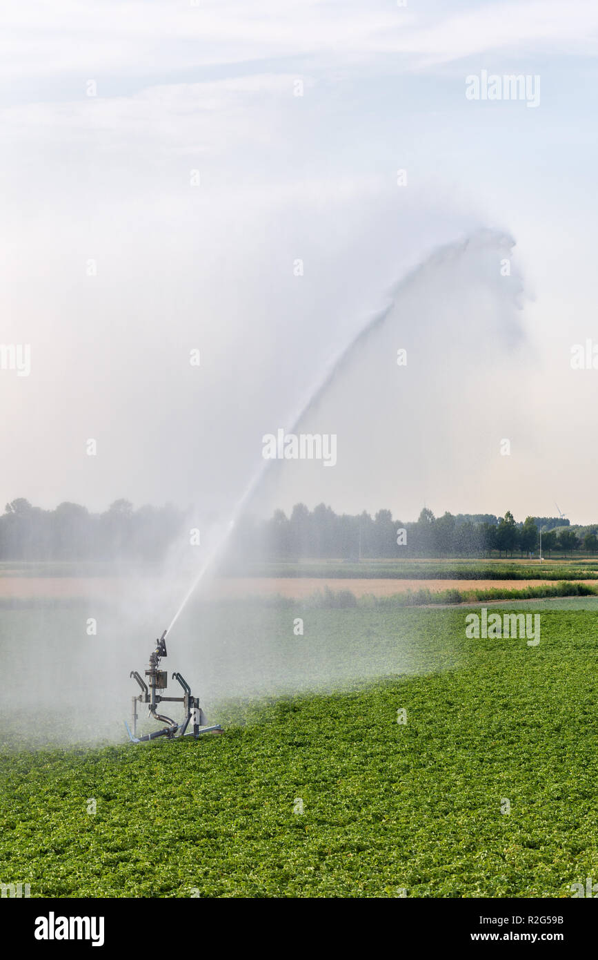 A sprinkler is watering farmland in the Netherlands during a period of extreme drought in the summer of 2018. Stock Photo