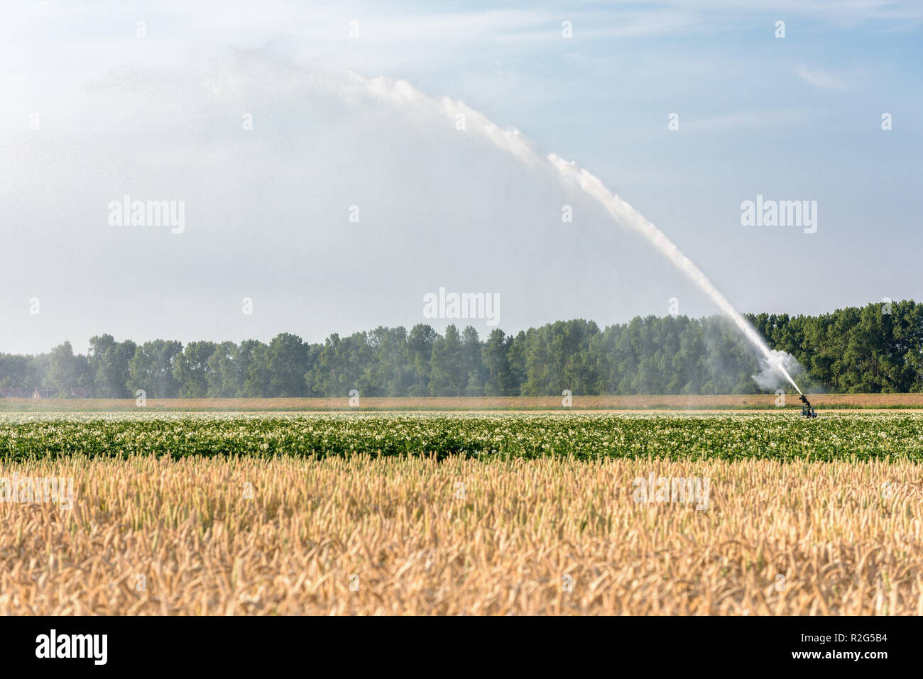 asA sprinkler is watering farmland with potatoes and grain in the Netherlands during a period of extreme drought in the summer of 2018. Stock Photo