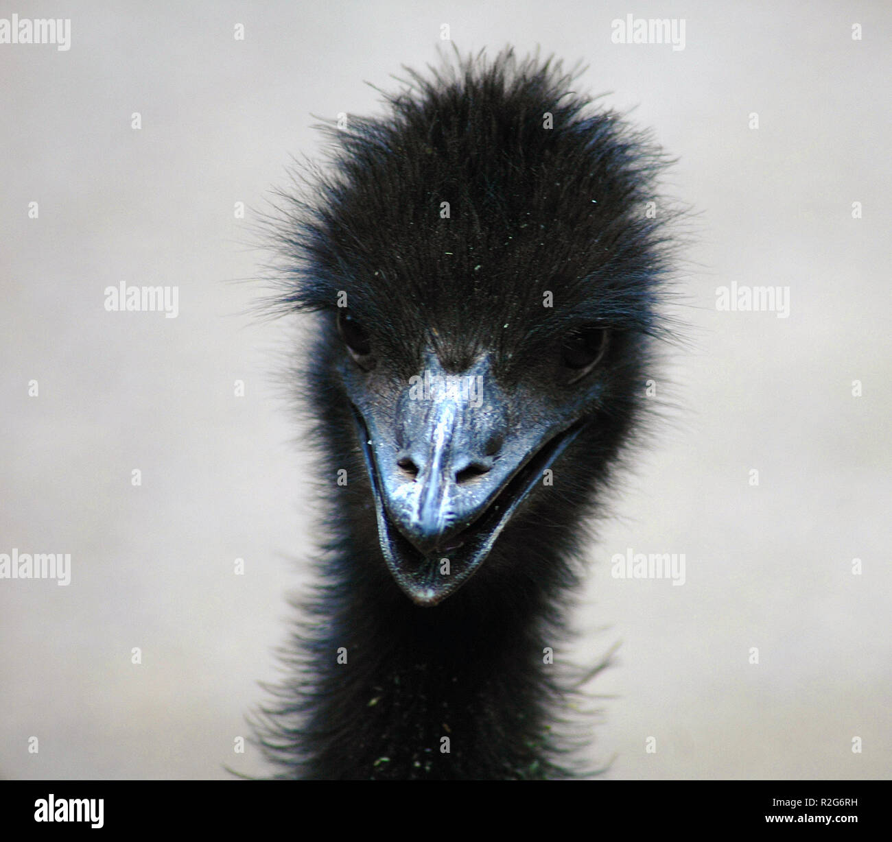 trendy emu Stock Photo