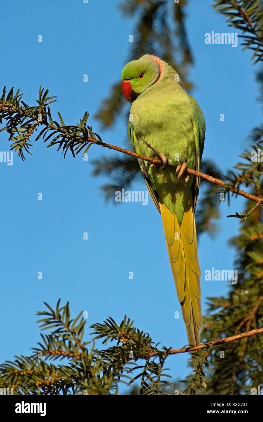 rose-ringed parakeet Stock Photo
