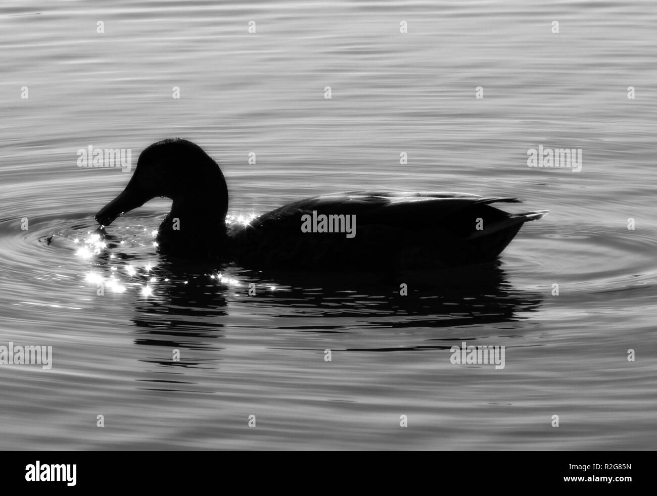 romantic duck Stock Photo