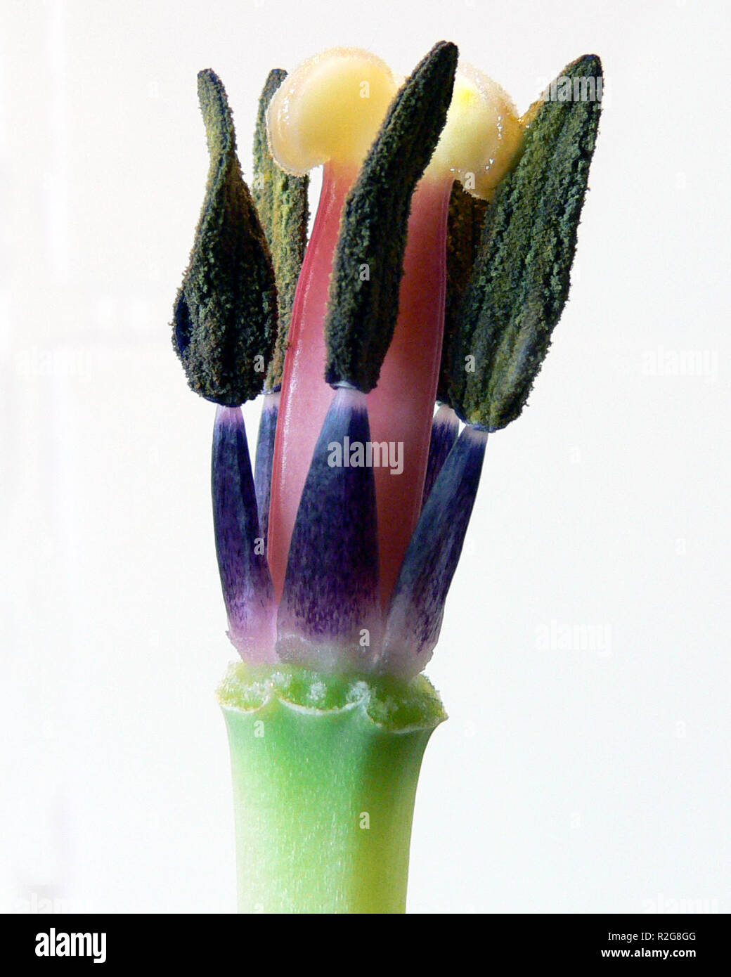 anatomy of tulip Stock Photo Alamy