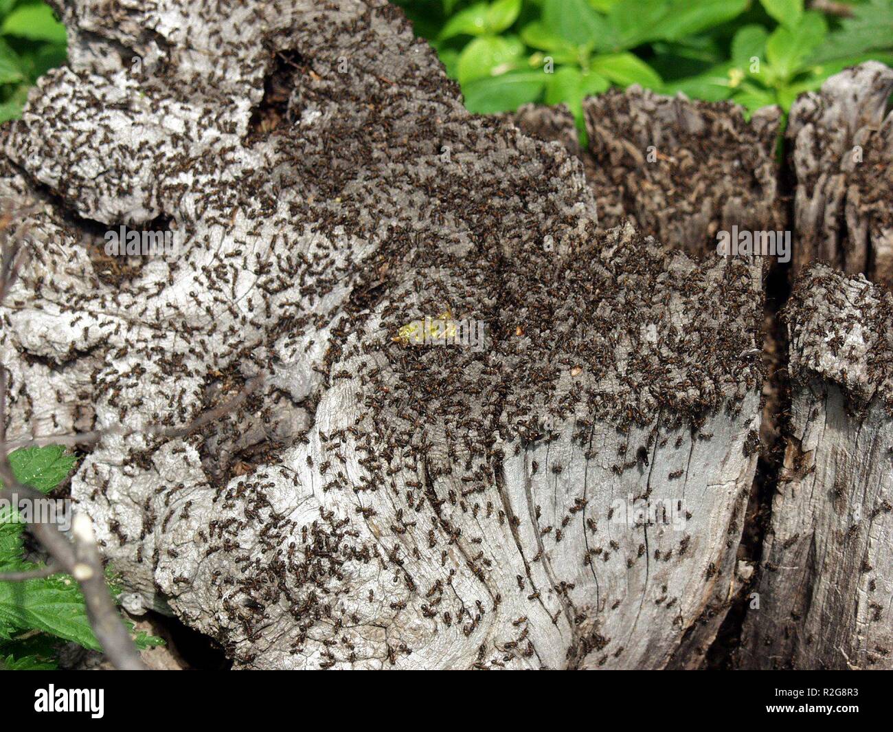 death of a gummy bear Stock Photo Alamy