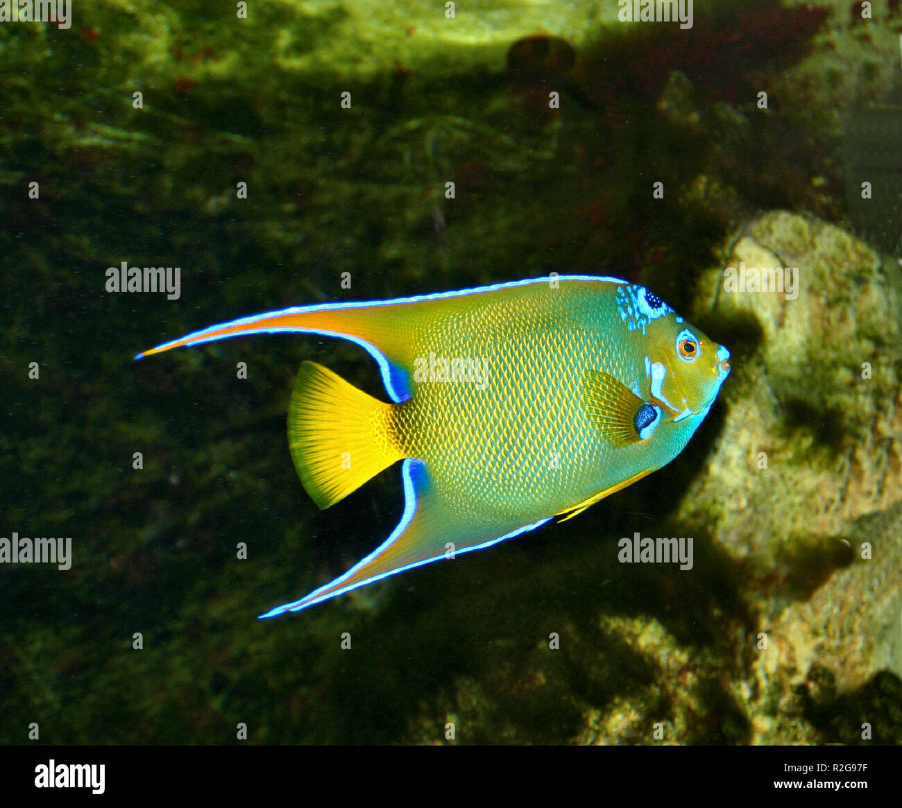 angelfish Stock Photo