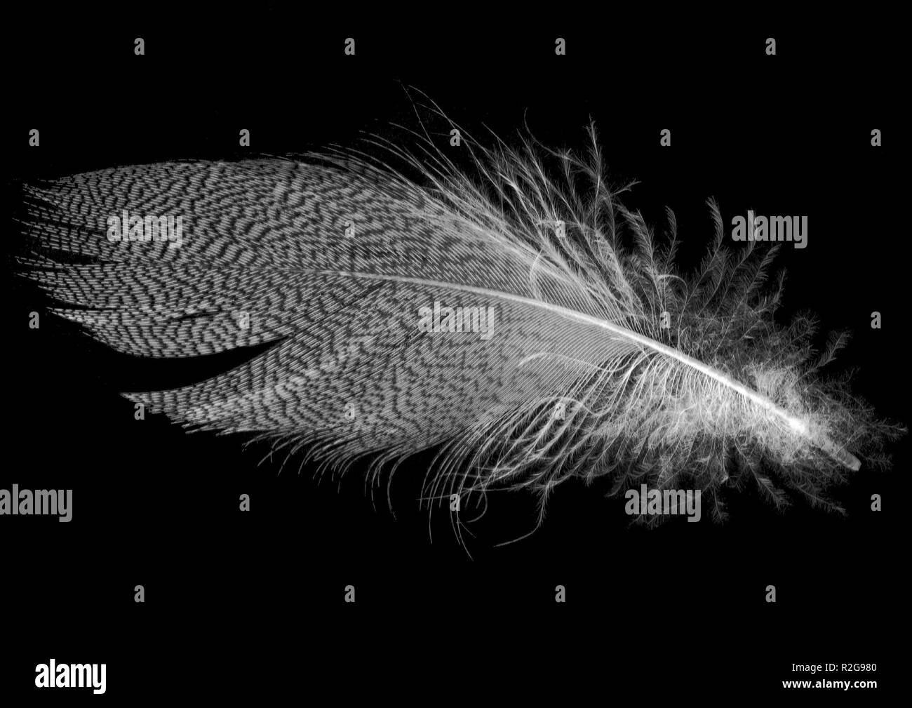 art forms of nature v Stock Photo Alamy