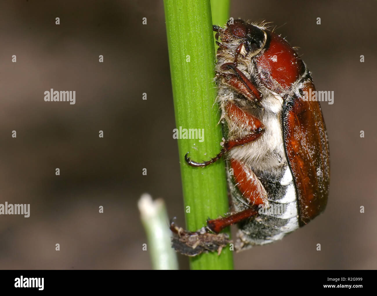 bugs in the merry month Stock Photo