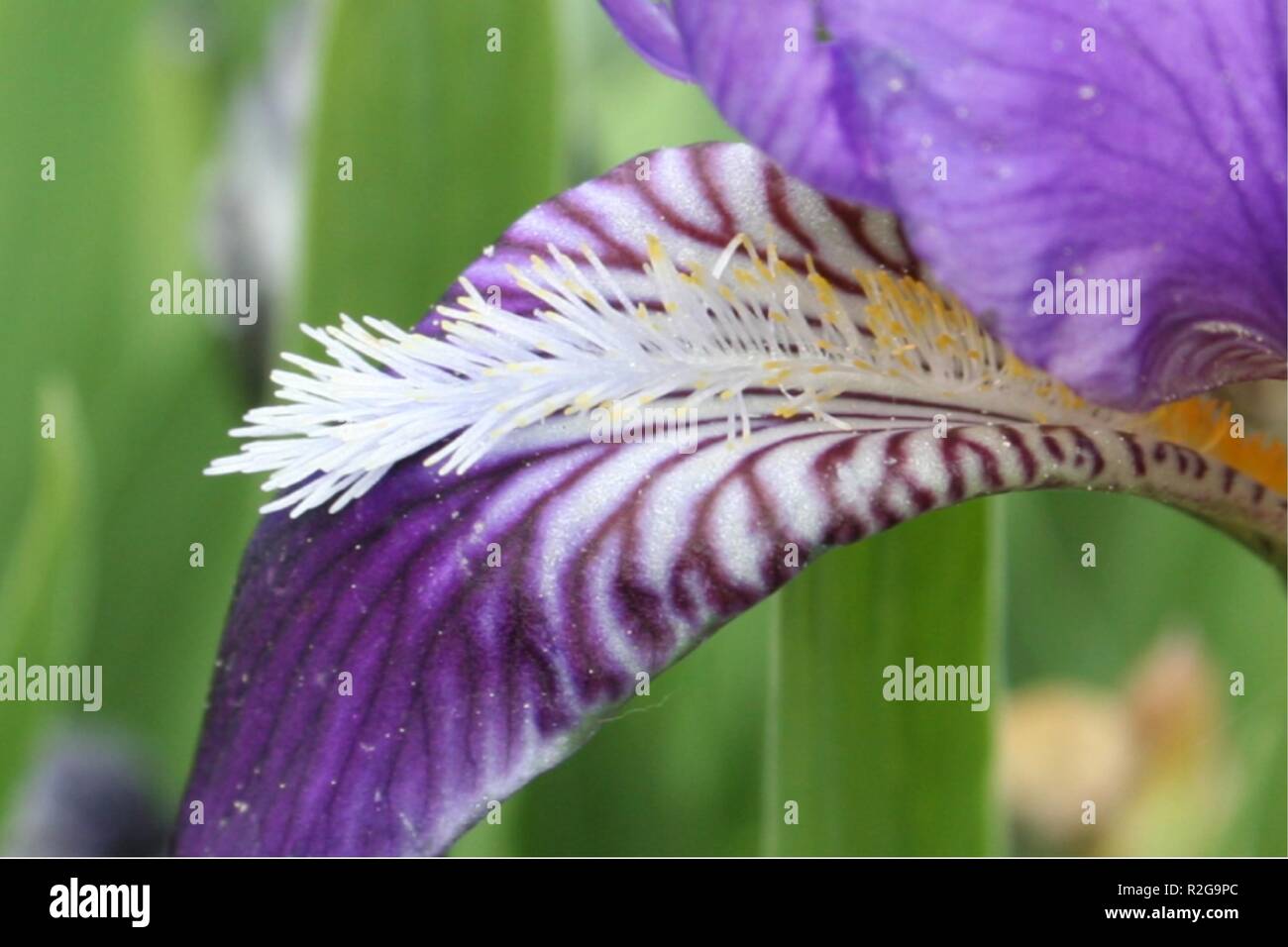 drawing of a sword lily Stock Photo Alamy