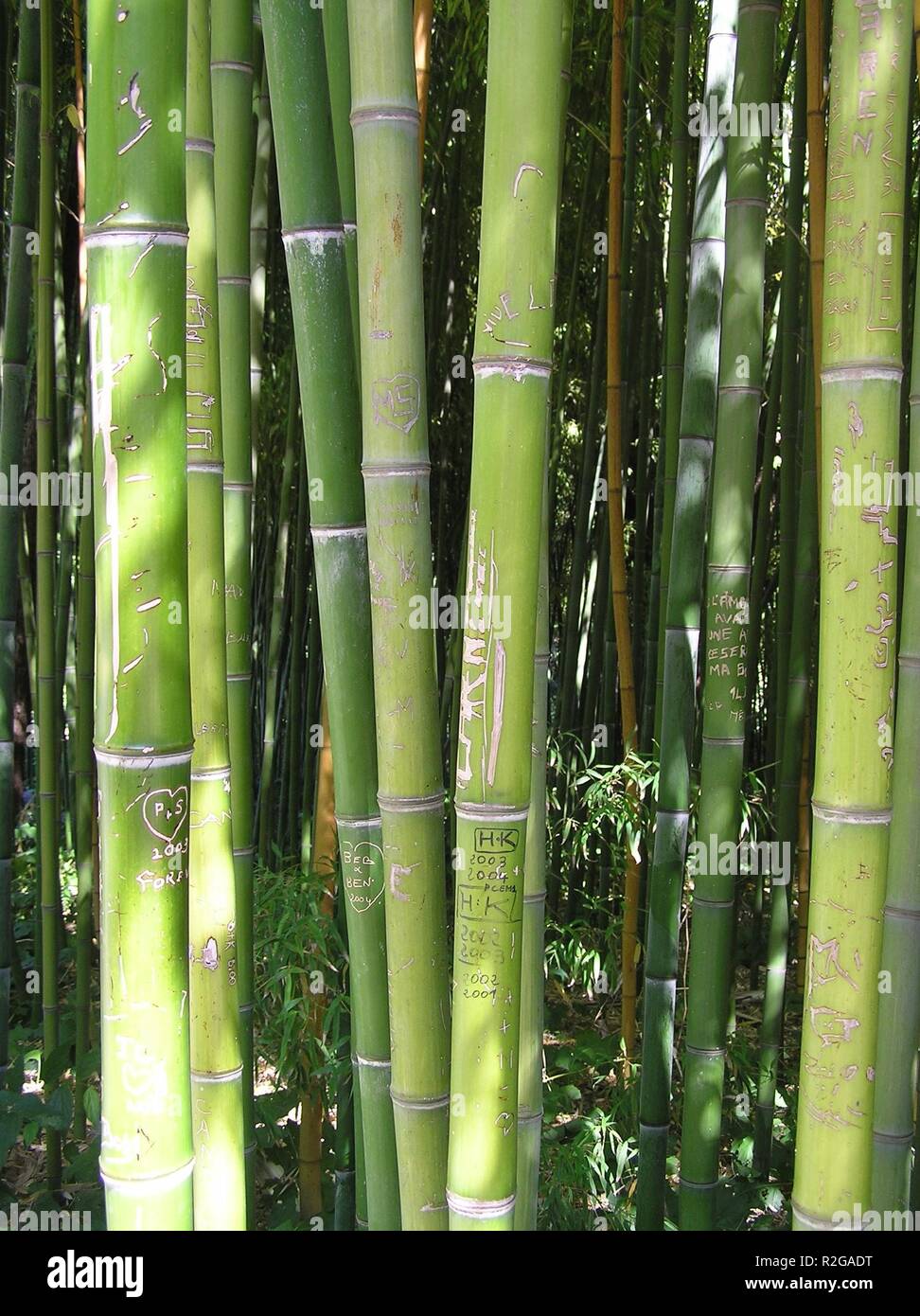 verkritzelter bamboo Stock Photo