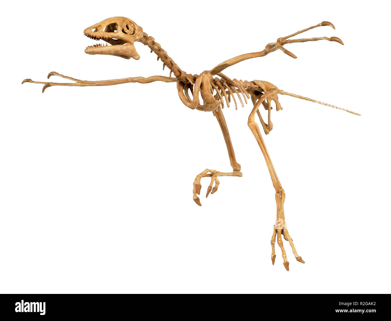 archeopteryx Stock Photo - Alamy