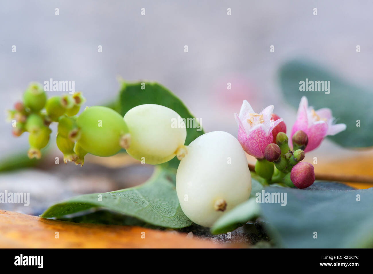 Branch of Snowberry with green leaves. Symphoricarpos, Albus. Shallow depth of field Stock Photo