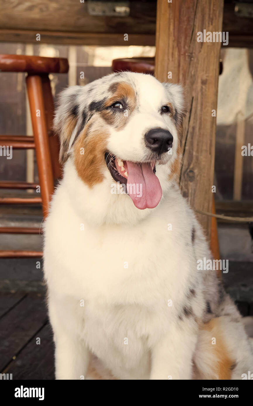 Dog sitting under table in Key West, USA. Puppy with white, brown and