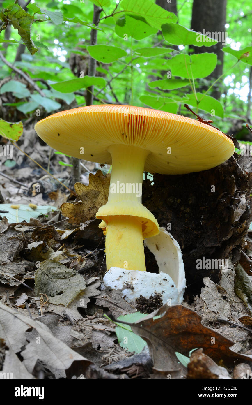 Fully developed specimen of delicious Amanita caesarea or Caesar's
