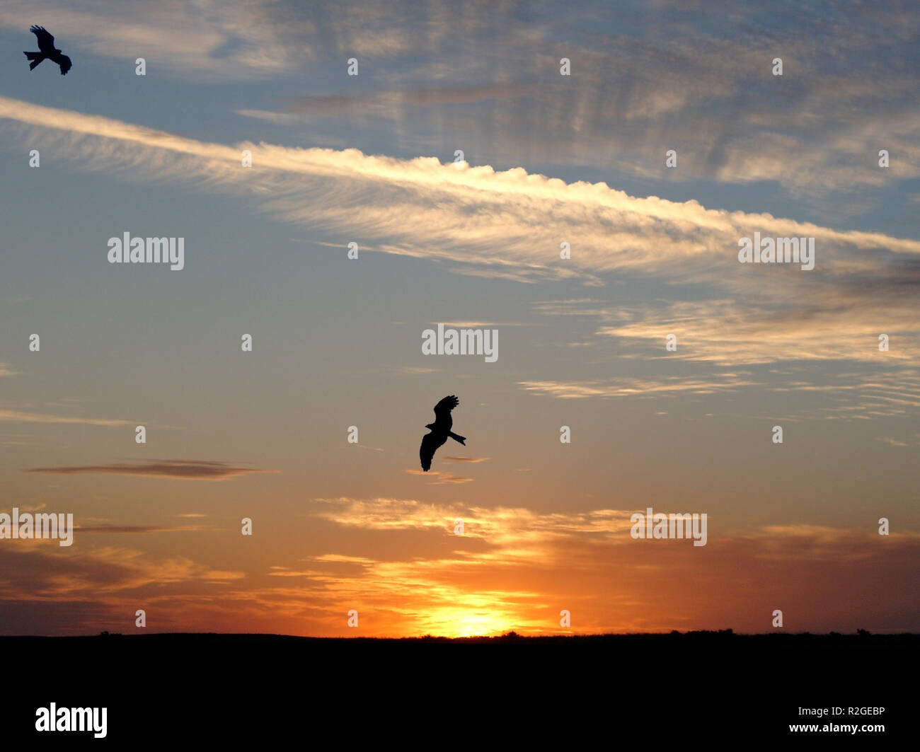 Wedge tail eagle australia hi-res stock photography and images - Alamy