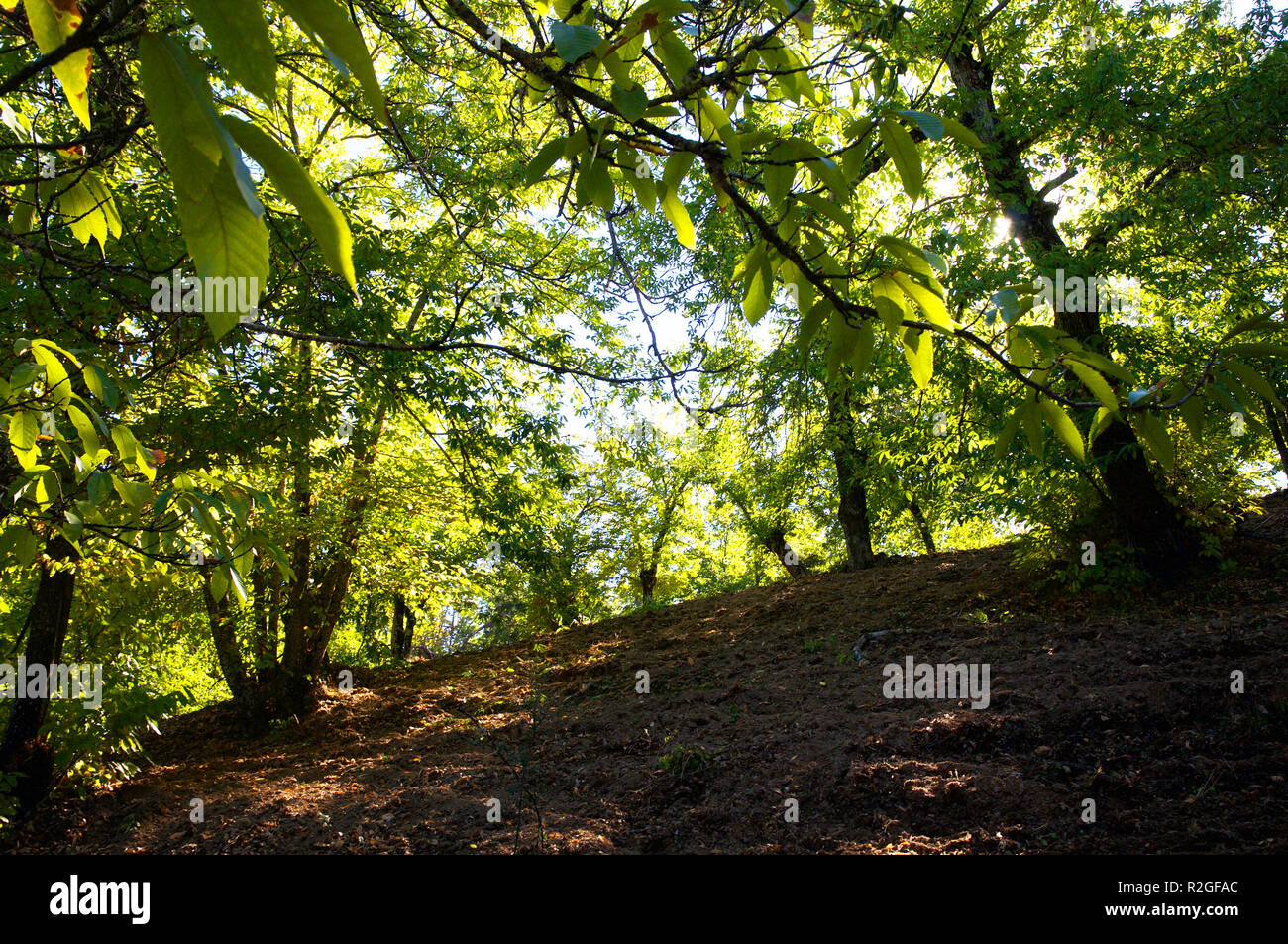 Sunlight through Sweet Chestnut trees Stock Photo