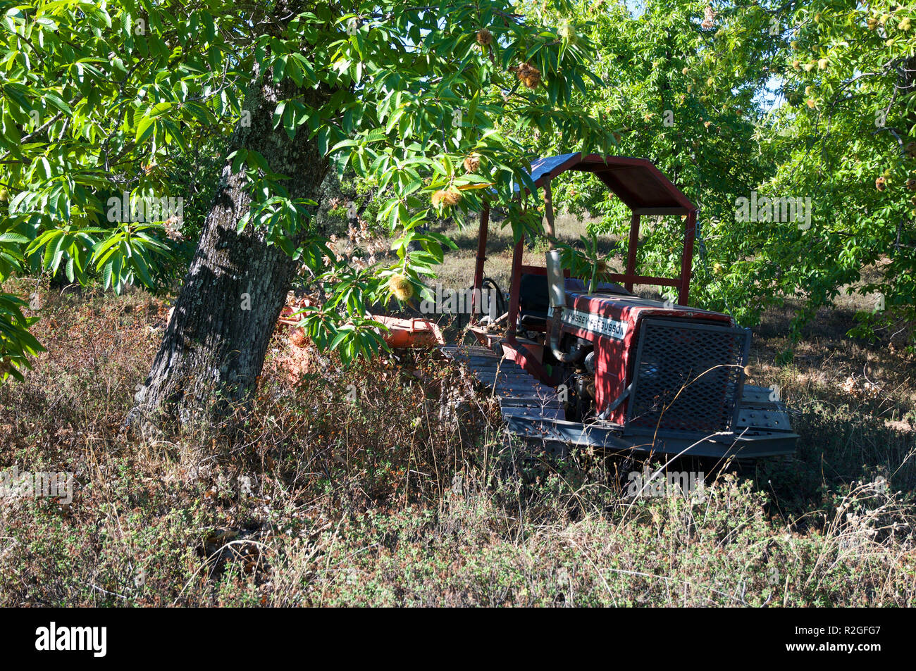Tractor and plough in Sweet Chestnut wood Stock Photo