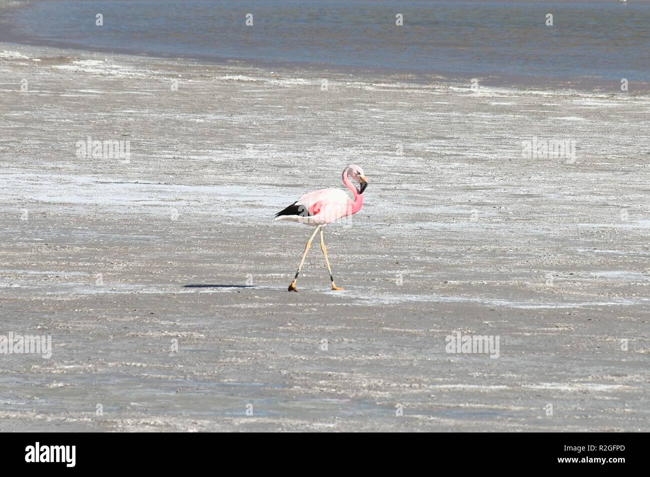 flamingo on the salt lake Stock Photo Alamy