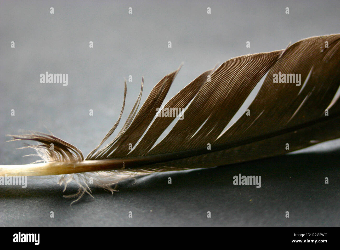 feather Stock Photo