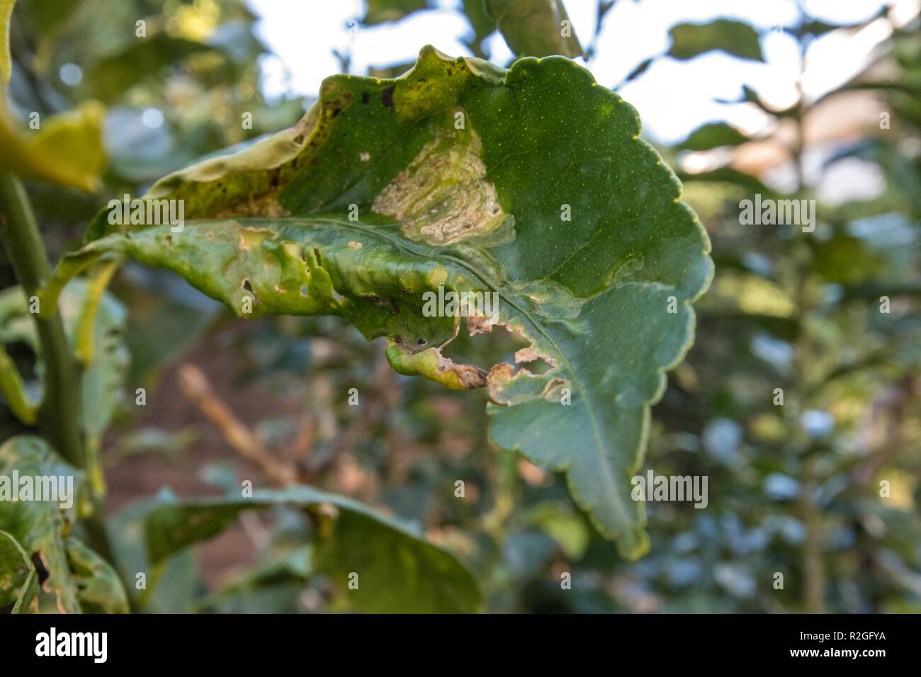 Citrus Leafminer damage to Lemon Tree Leaves and Orange Stock Photo