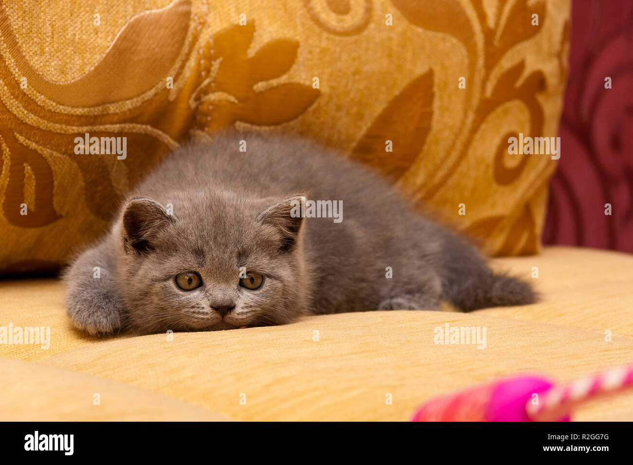Playful little blue British kitten is hunting for a toy lying on the couch getting ready to jump Stock Photo