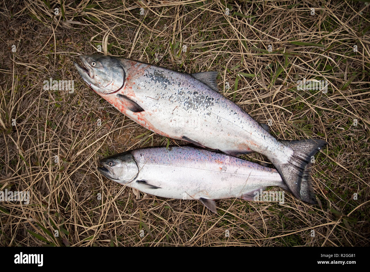 Fishing, salmon, Kamchatka peninsula Stock Photo