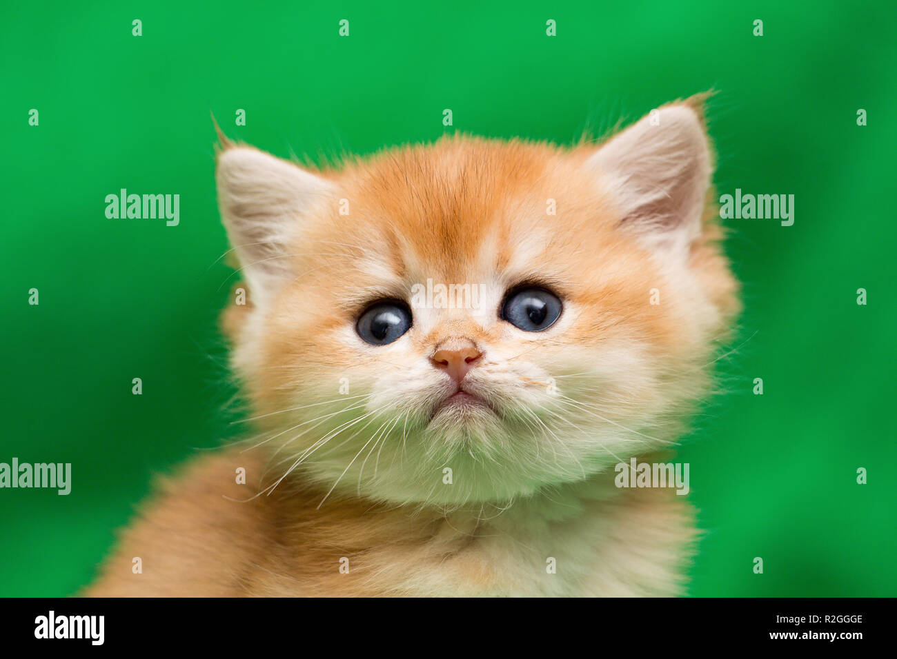 Portrait of a charming little Golden British kitten close-up, the kitten looks into the camera, the head of a British kitten close-up Stock Photo