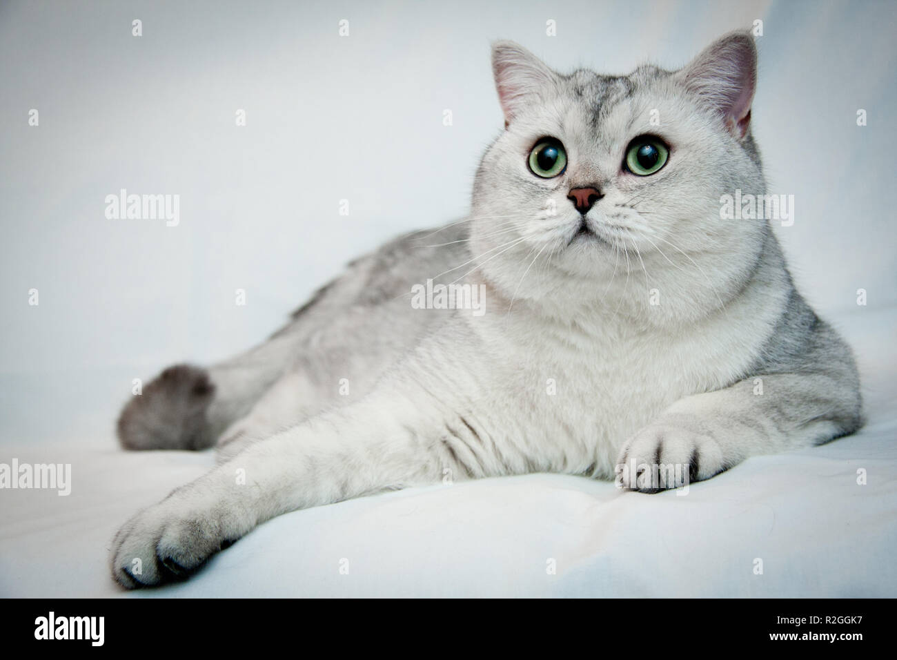 Big beautiful silvery British cat with big green eyes lies on a light background close-up. British shorthair male cat BRI ns 11 black silver shaded. Stock Photo