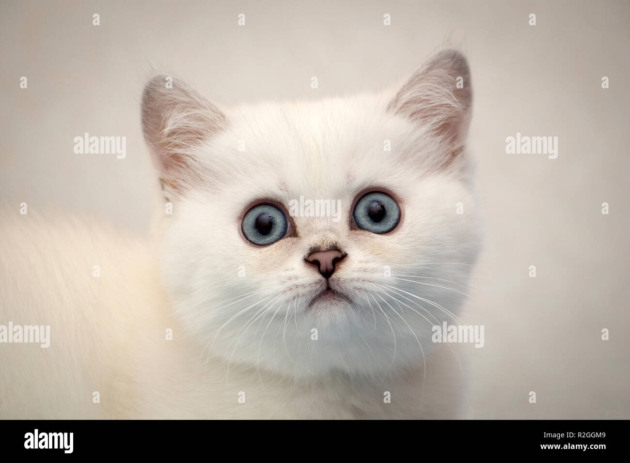 Close-up portrait of a white British kitten black silver shaded pointed with blue eyes looking at the camera Stock Photo