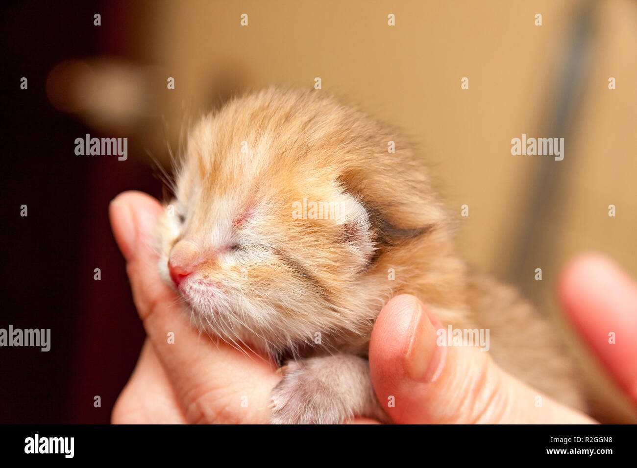 The head of a small newborn Golden kitten with eyes that have not yet opened after birth and a pink nose lies in the hand of the owner, a photo of a n Stock Photo