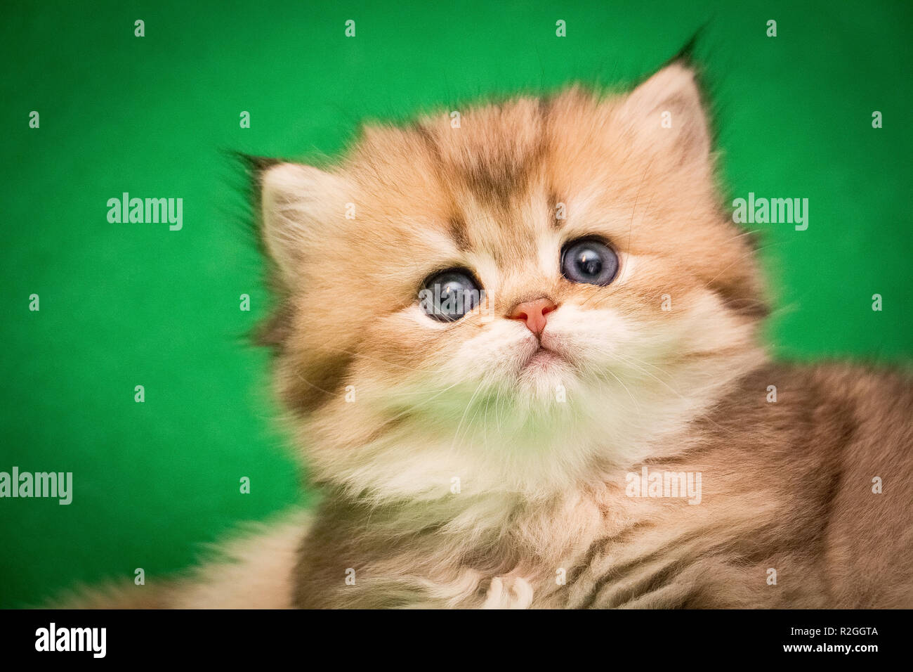 Portrait of a charming little fluffy Golden kitten with a pink nose, kitten head close-up Stock Photo
