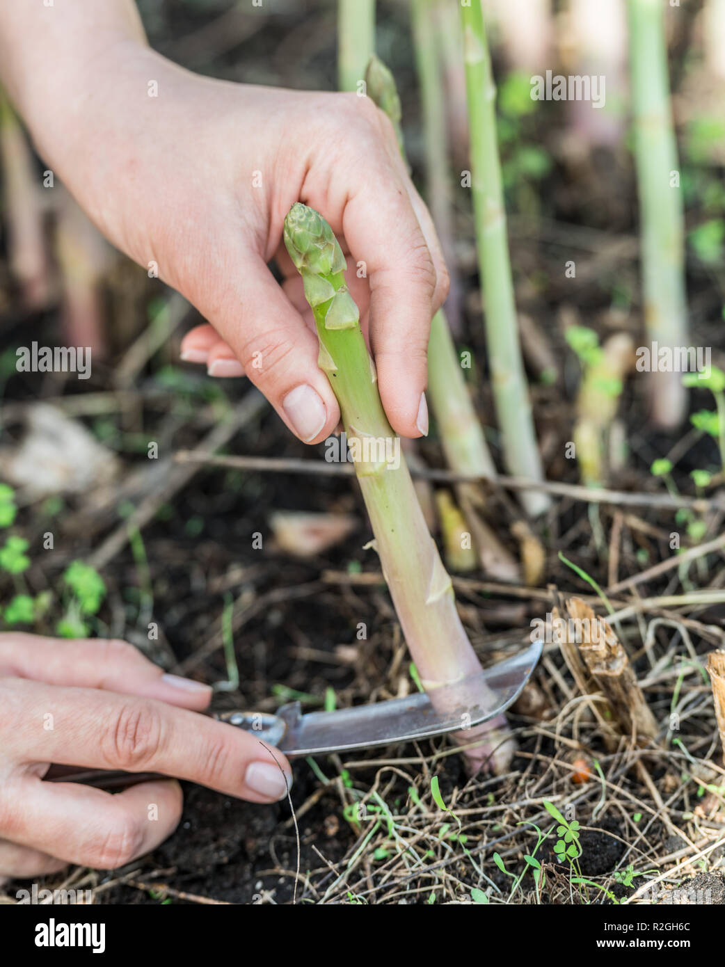 Process of harvesting of white asparagus in the garden Stock Photo Alamy