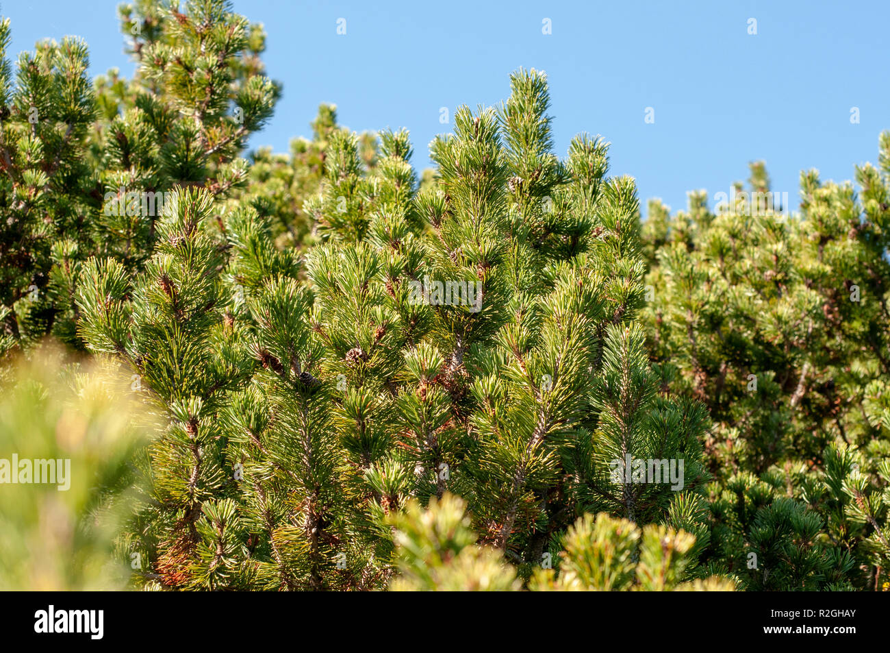 Swiss mountain pine (Pinus mugo) known as creeping pine, dwarf mountainpine, mugo pine, mountain pine or scrub mountain pine is a species of conifer,  Stock Photo