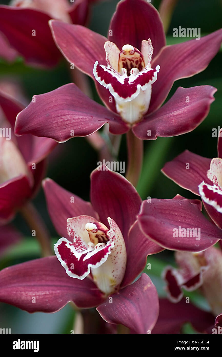 dark red orchid Stock Photo