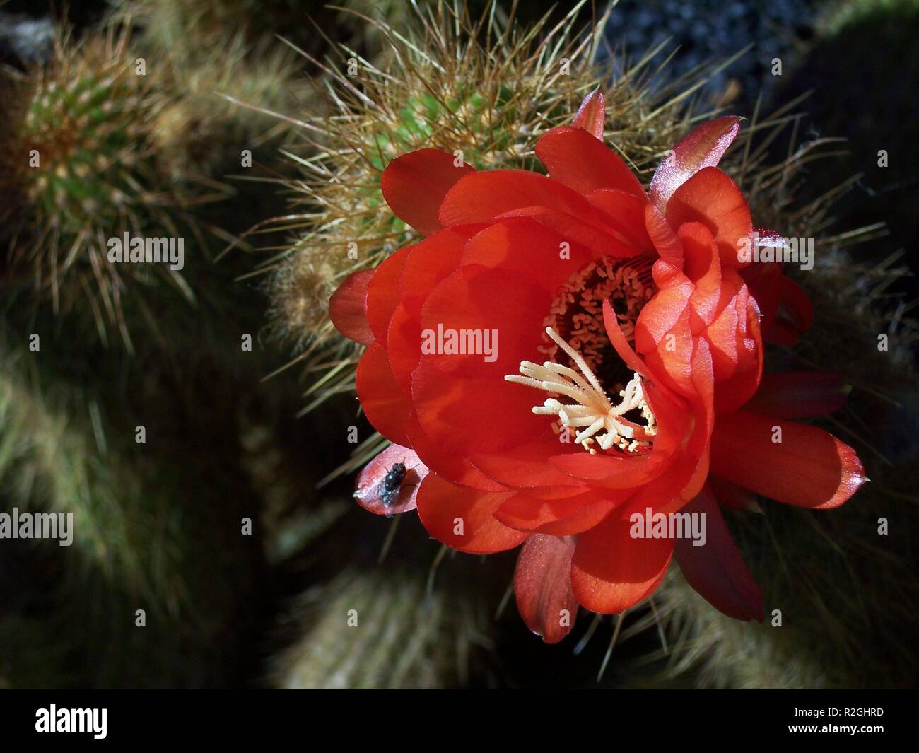 desert flower ii Stock Photo Alamy