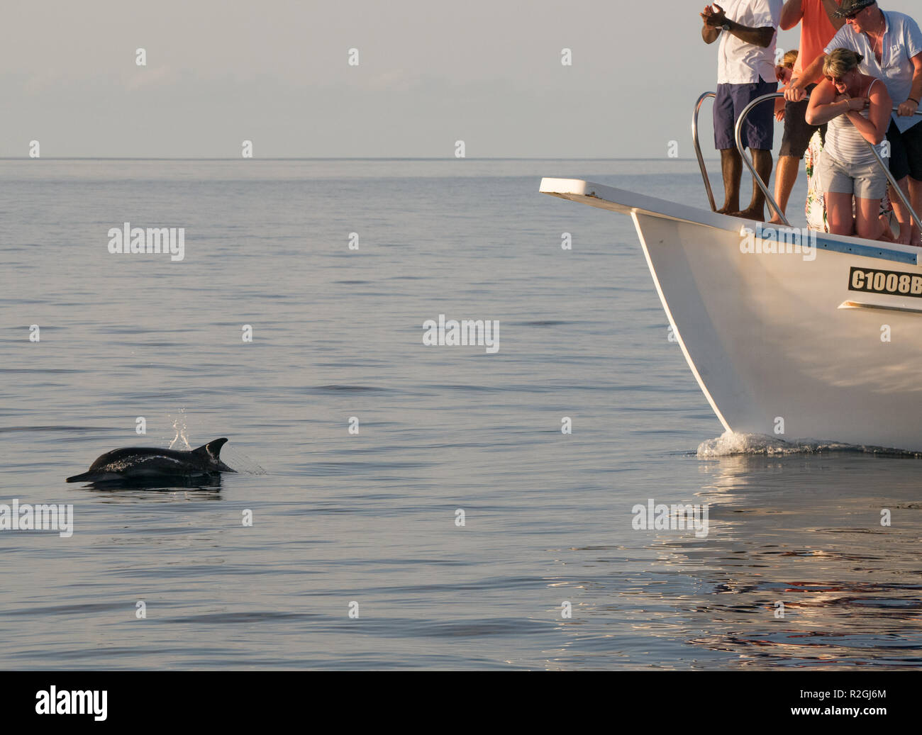 Sunset dolphin cruise from Meeru Island, Maldives Stock Photo