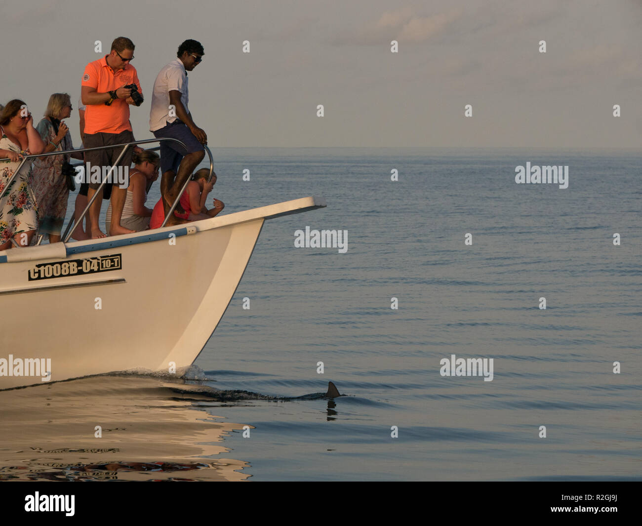 Sunset dolphin cruise from Meeru Island, Maldives Stock Photo