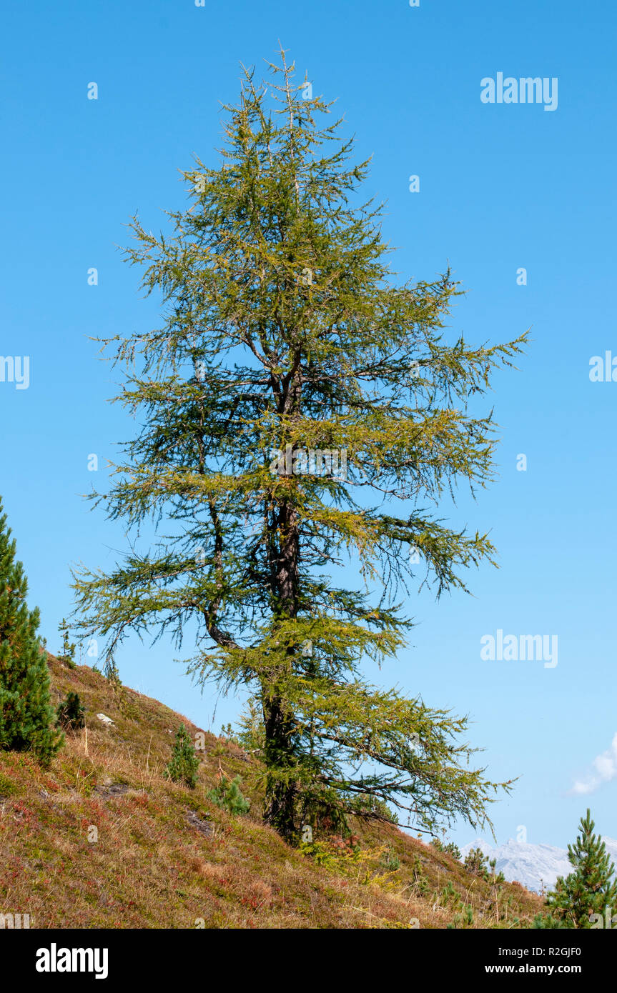 Pine tree Photographed on Elfer Mountain, Stubai Valley, Tyrol, Austria in September Stock Photo