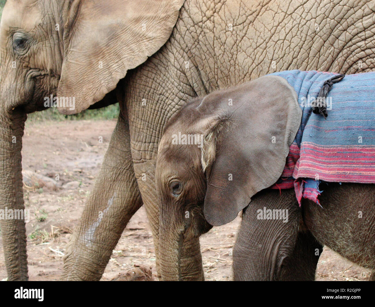 elephants children Stock Photo Alamy