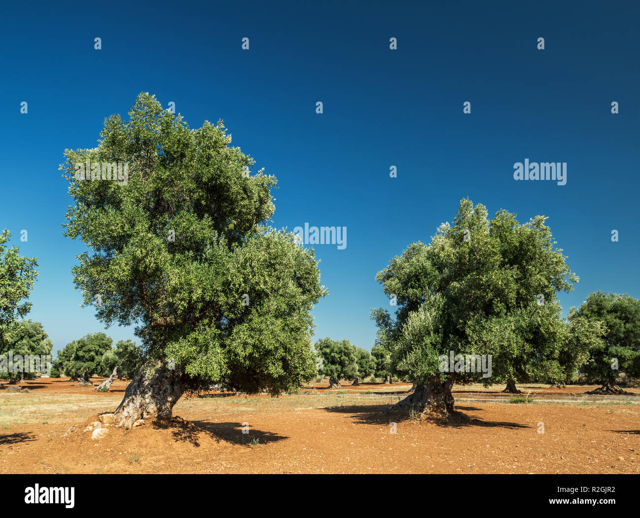 Beautiful mediterranean landscape. Red soil and olive trees. Stock Photo