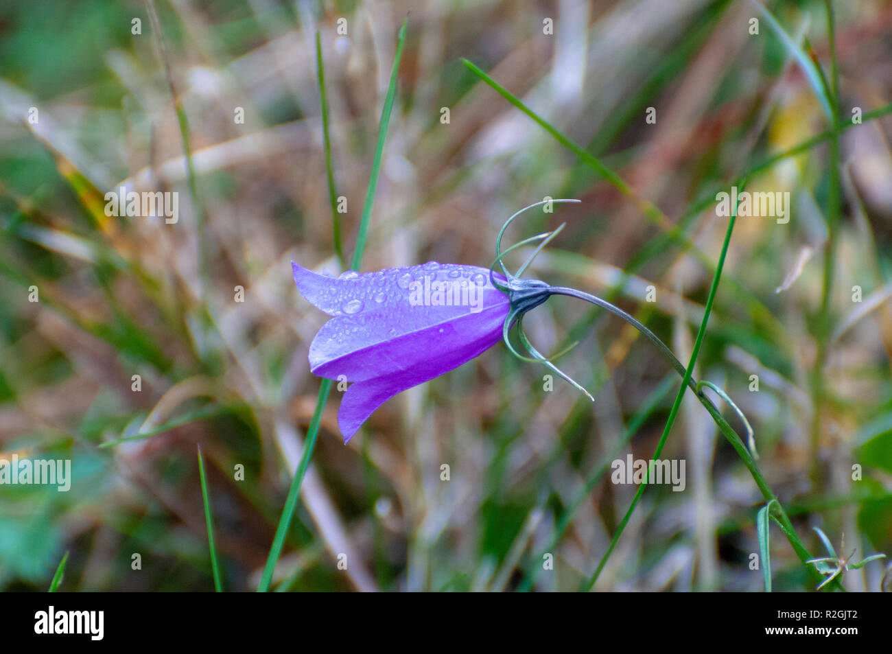 Common Harebell (Campanula rotundifolia) flowers. Known in some areas as the bluebell. This flower is usually found on higher ground and well-drained  Stock Photo