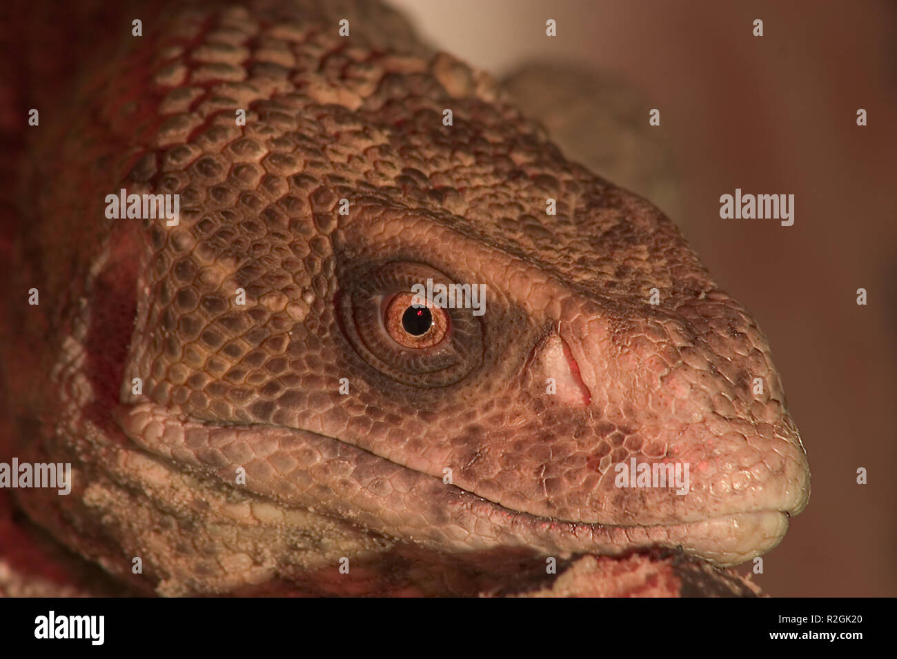 shed head Stock Photo Alamy
