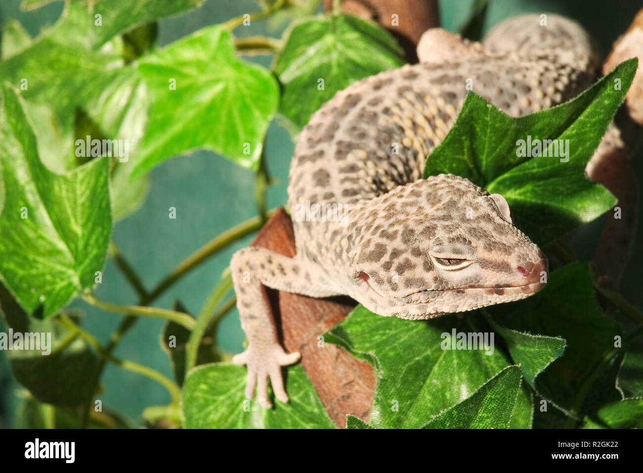 climbing lizard Stock Photo Alamy